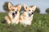 CORGI PEMBROKE 661